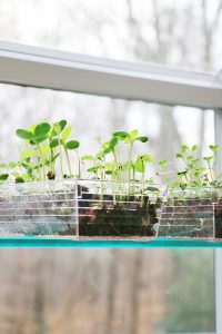 microgreens growing indoors