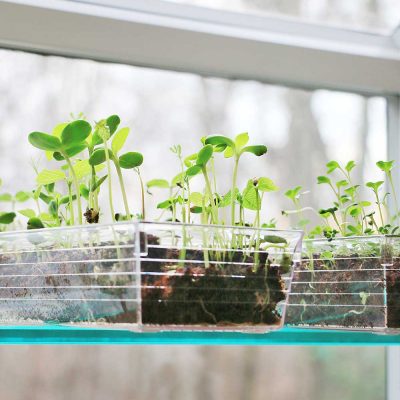 Growing Herbs & Microgreens Indoor
