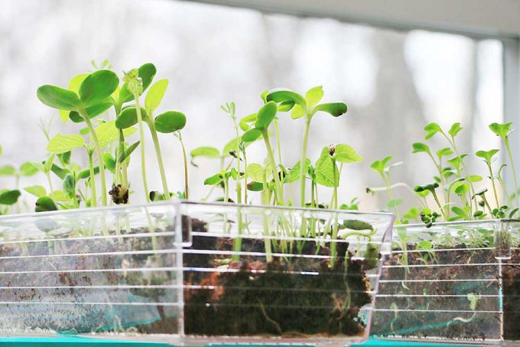 microgreens growing indoors